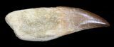 Rooted Mosasaur (Prognathodon) Tooth #35748-1